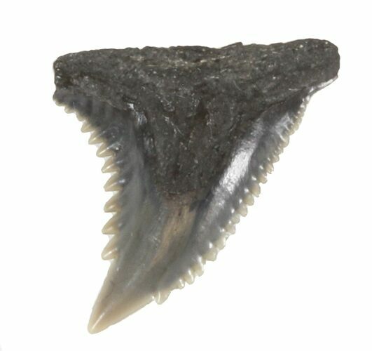 Fossil Hemipristis Shark Tooth - Maryland #42562